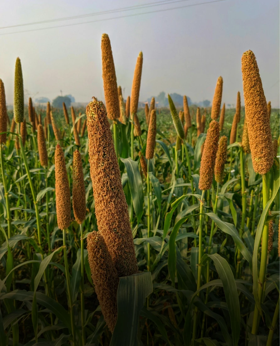 Millet grain architecture